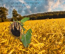 Bildsattt dikt sädesfält